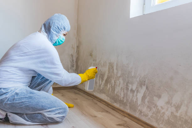 Licensed Basement Mold Remediation service in Leesburg, FL - 24 Hour Mold Removal