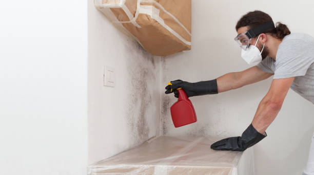 Professional Basement Mold Remediation technician working in Leesburg, FL